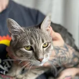 Котенок Алита 3