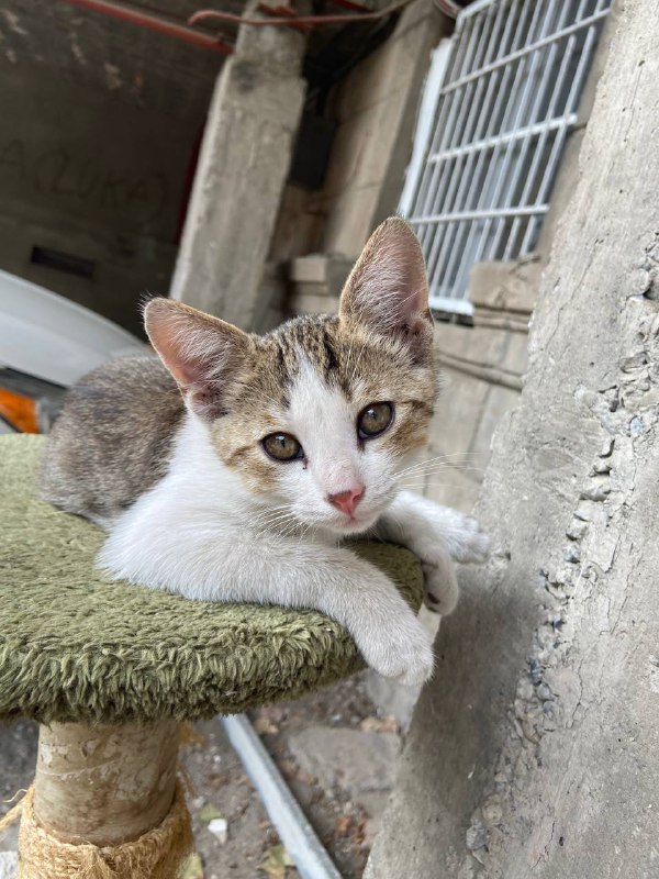 котёнок 3 месяца 3