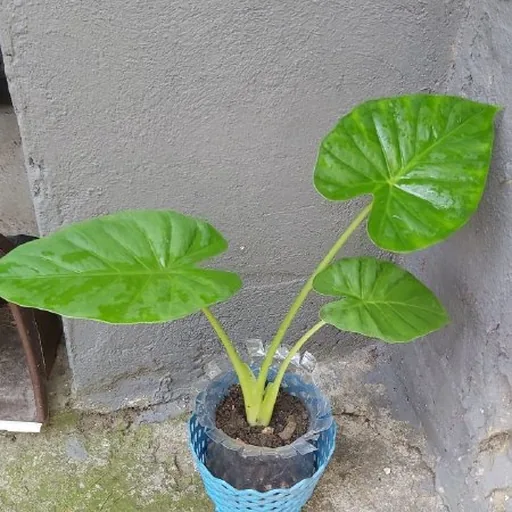 Аллоказия
