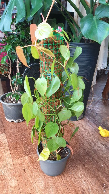 Шефлера, Хеппи лив, Санса, Аглаонема, Филодендрон неон, Замиокулькас черный, Драцена 5