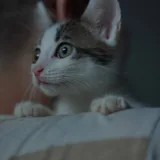 Котенок Моджо 3