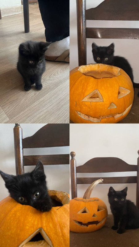 Чёрный котёнок ищет дом
