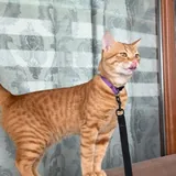 Рыжий кот Оскар, 1 год 1