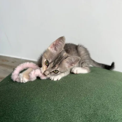 Котёнок Лея