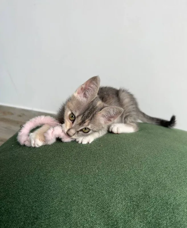 Котёнок Лея 1