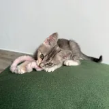 Котёнок Лея 1