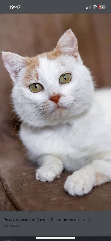 Рокки, кот 4