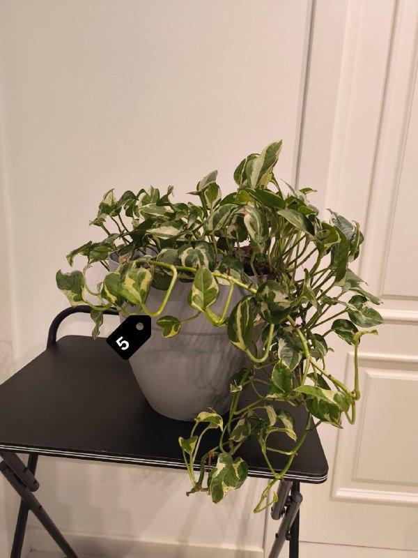 Стрелиция Николая, Замиокулькас, Монстера, Филодендроны и др. 5