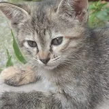 Котенок Мури 3