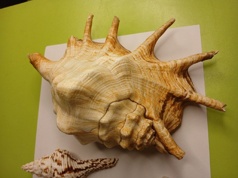 Морские раковины Lambis truncata, Charonia tritonis и коралл 4