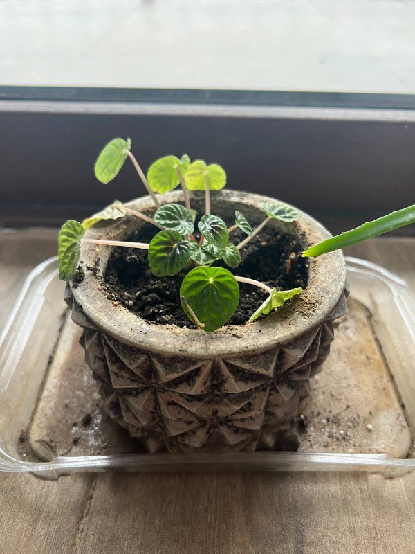 Комнатные цветы алое, суккулент, пеперомия 4