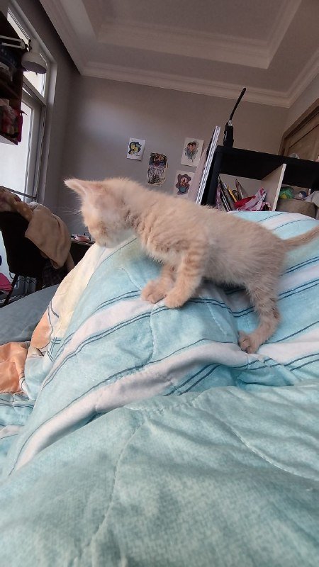 Усатый полосатый котенок ищет дом 3