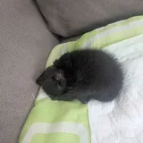 Котенок 2