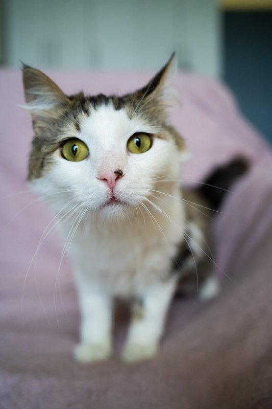 Кошка Пупся ищет семью для заботы и любви 2