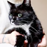 Кошечка Юми 1