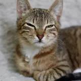 Кошка Мэй 1