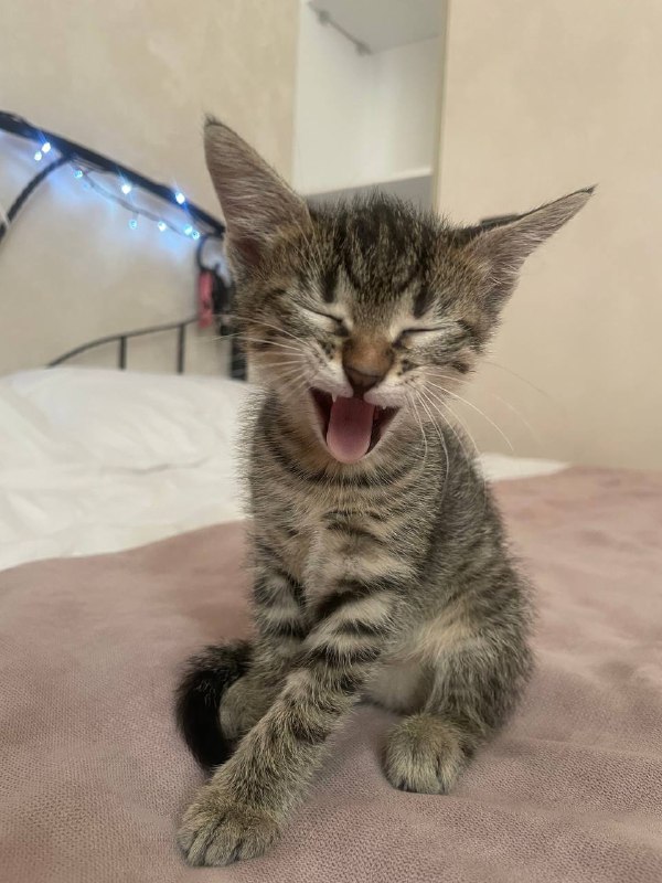 Котёнок девочка 1,5 месяца в хорошие руки 2
