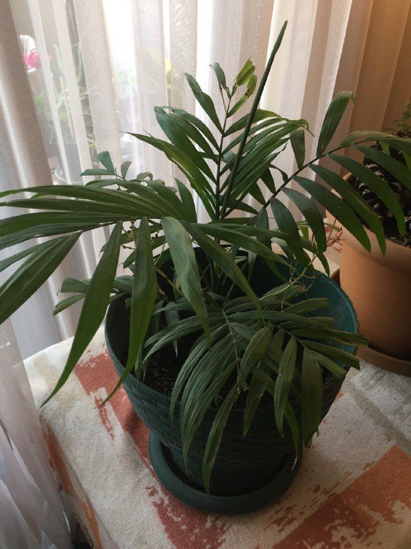 Комнатное растение Драцена, Комнатное растение Хамедорея 2