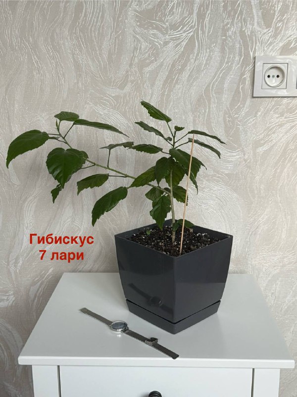 Комнатные растения Авокадо, Гибискус, Фикус, Спатифиллум, Сансевиерия 4