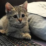 Котенок, девочка, 2 месяца 3
