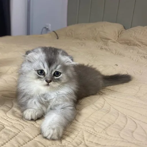 Шотландский вислоухий котенок
