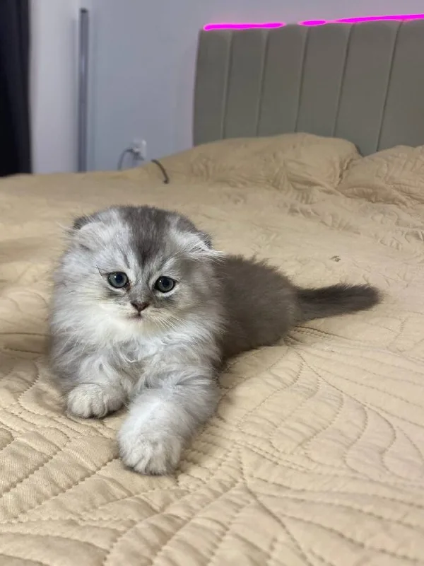 Шотландский вислоухий котенок 1