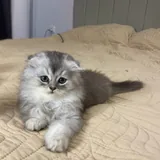 Шотландский вислоухий котенок 1