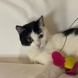 Кот ищет дом 7