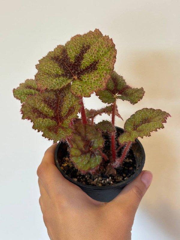 сансевиерия бонсцеленсис, гуэрния зебрина вариегатная, бегонии 3