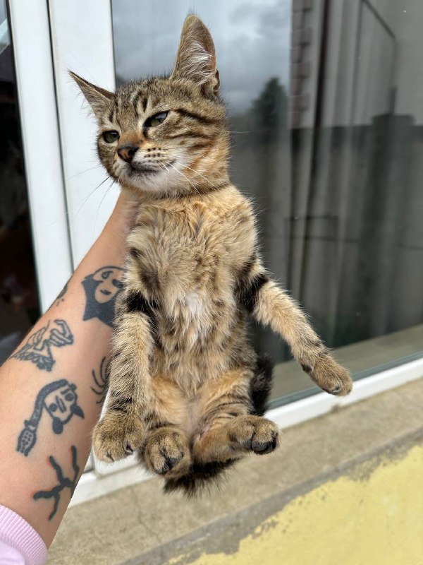 Котята бесплатно 7