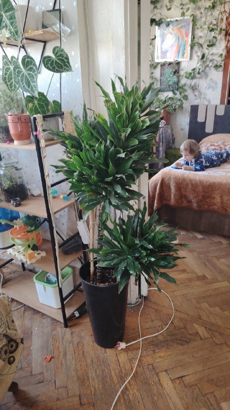 Драцена, Филодендрон