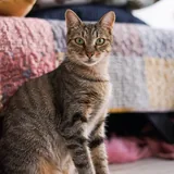 Кошка Альма ищет дом 1