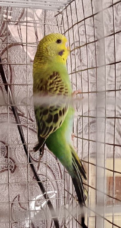 Волнистый попугай с клеткой