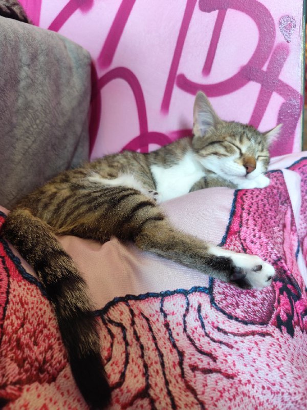 Котята Твиши и Киси 4