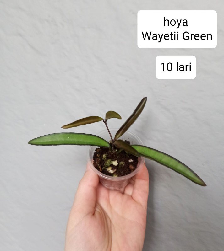 Хои и бегонии в горшках 3