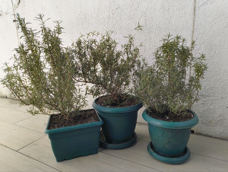 Комнатные розмарины