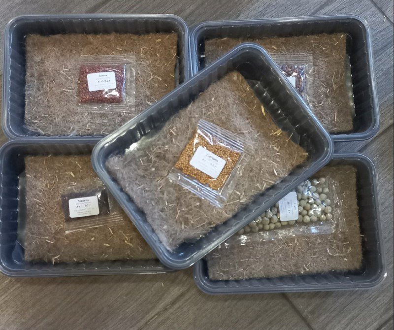 Набор для выращивания микрозелени с лотками, субстратом и семенами