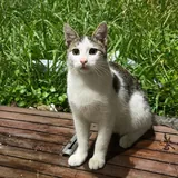 Affectionate kitten looking for a loving family 2