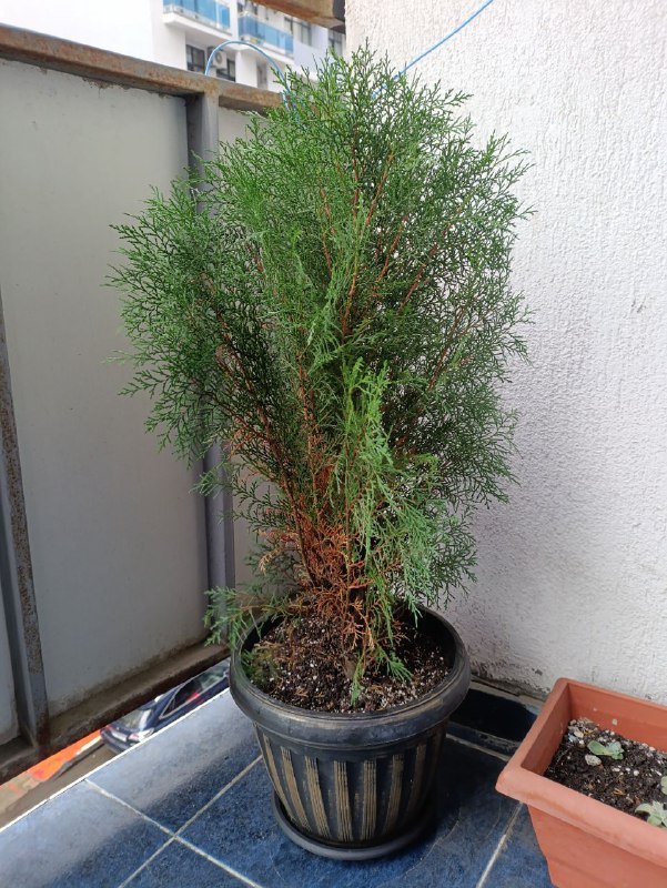Туя в горшке