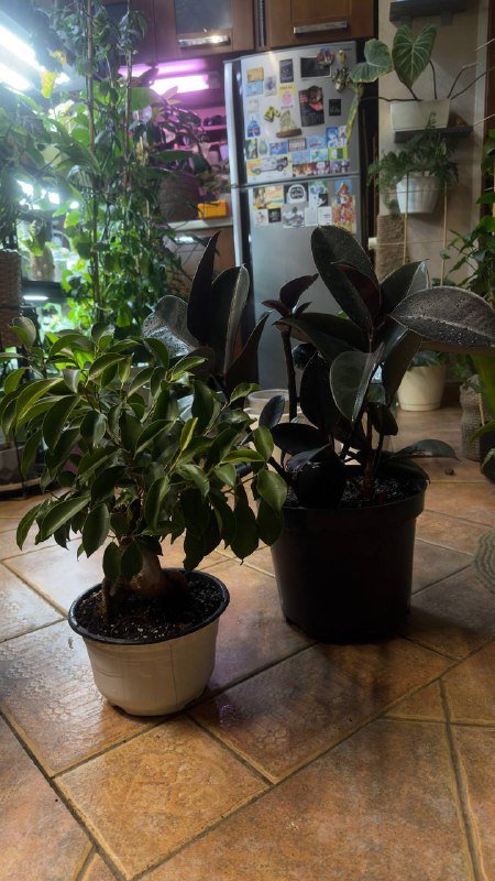 Два фикуса Гинсенг и Фикус эластика абиджан 2