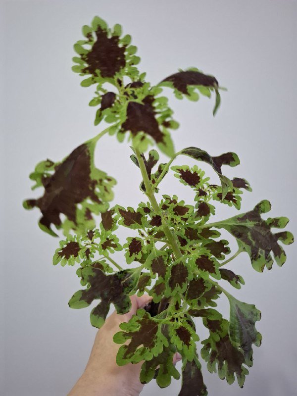 Цветы суккуленты, фикус, сингониум, строманта 8