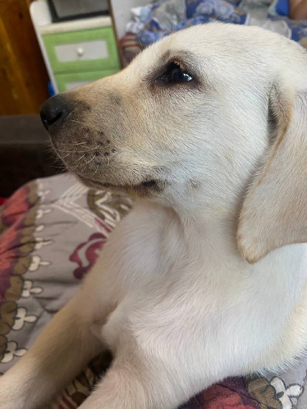 Маленький щенок лабрадора девочка 2