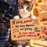 Kitten looking for a home 5