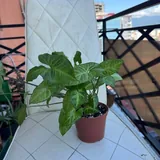 Сингониум Белая Бабочка 1