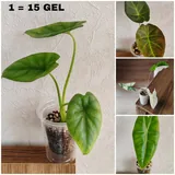 Комнатные растения 8