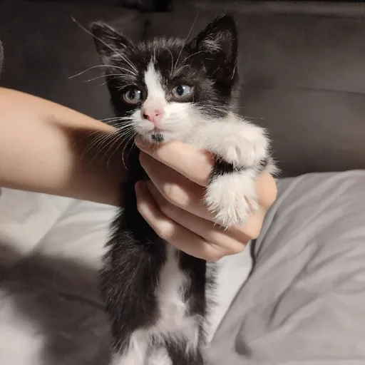 Котенок мальчик