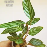 Комнатные растения, цветы 5