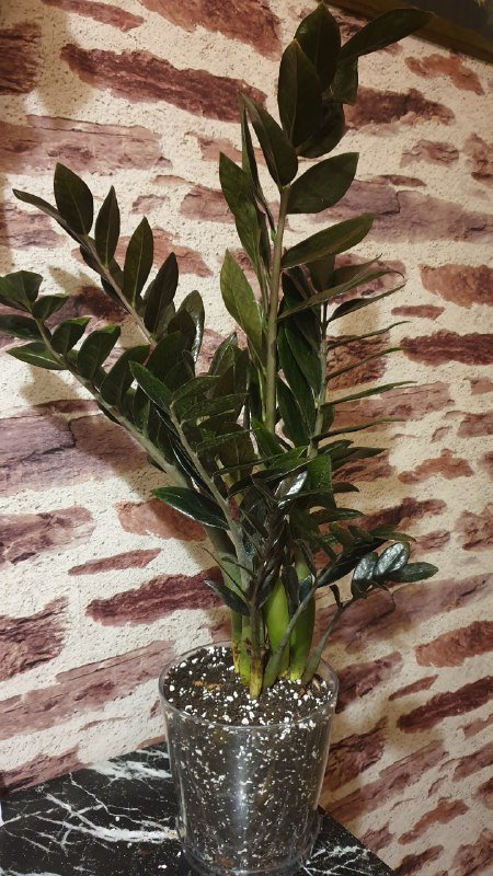 Замиокулькас Равен, Санса, Фикус лирата, Аглаонема