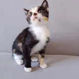 Котенок Ариэль 2
