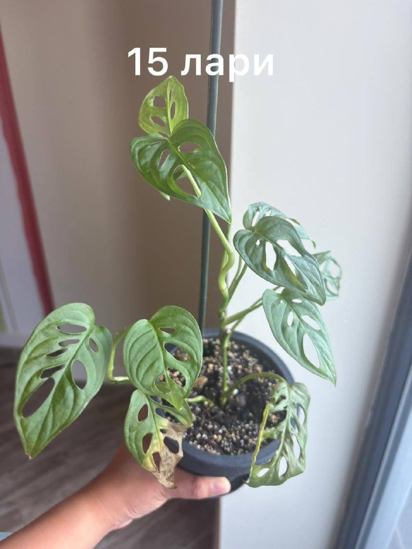 коллекция домашних цветов 7